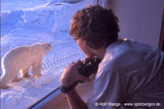 Eisbär, Kapp Linné