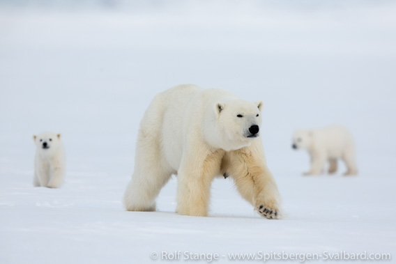 Polar bears, Billefjord