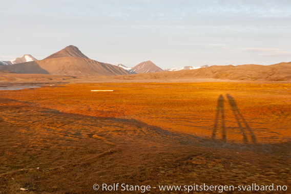 Marskland tundra