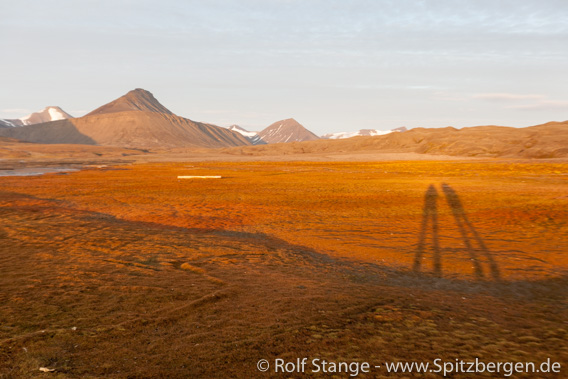 Salzwiesenartige Tundra