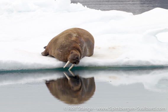 Walrus on drift ice floe