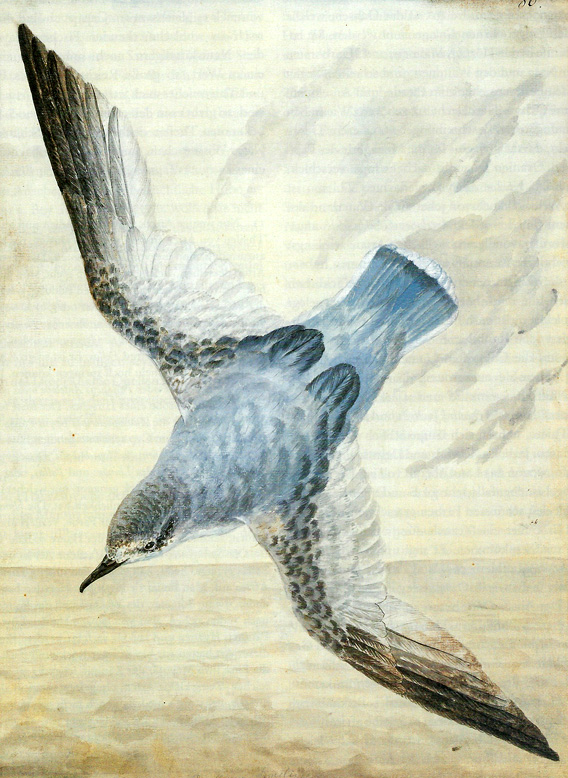 Blauer Sturmvogel (Procellaria similis), Illustration von Georg Forster