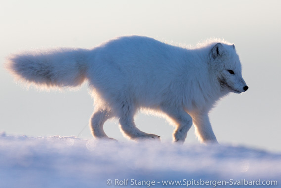 Arctic fox: lice detected