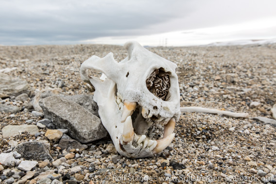 Polar bear skull