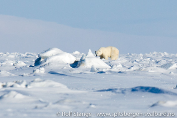 Isbjørn skutt i Mohnbukta på Svalbard