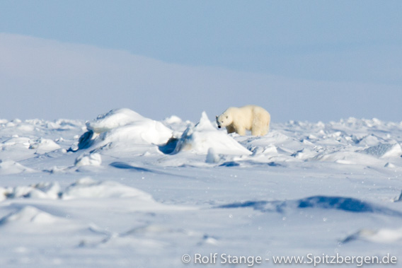 Eisbär in der Mohnbukta in Spitzbergen erschossen