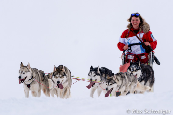 Trappers Trail: dog sledge race of the Longyearbyen dog club