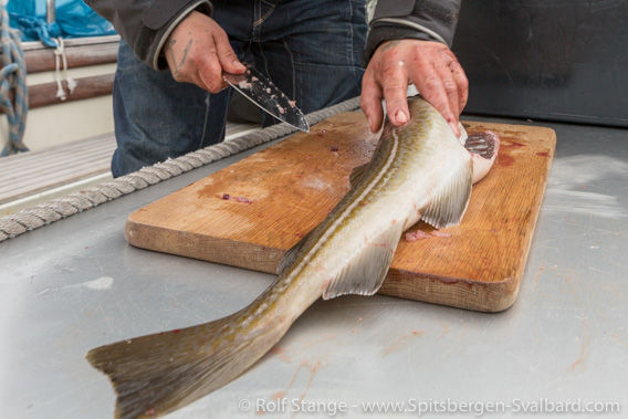 Cod, Spitsbergen