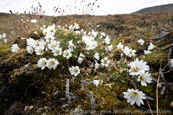 Arctic mouse ear chickweed, Blomsterdalshøgda (focus stacking method)