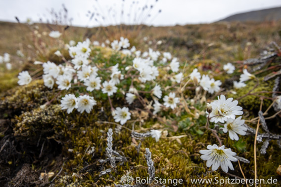 Arktisches Hornkraut, Blomsterdalshøgda