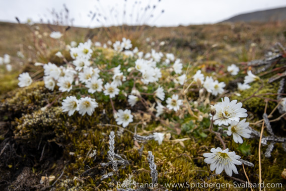 Arctic mouse ear chickweed, Blomsterdalshøgda