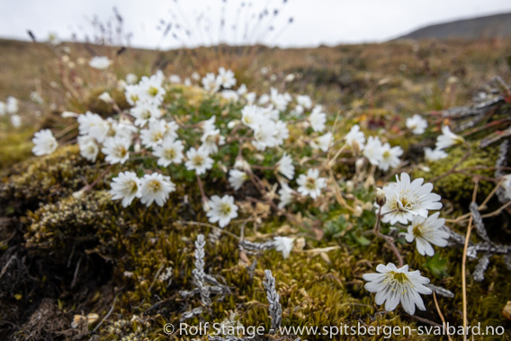 Arktisches Hornkraut, Blomsterdalshøgda