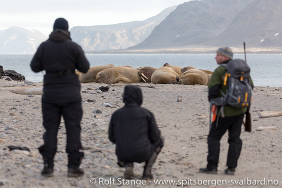 Guide med turister og hvalrosser på Svalbard