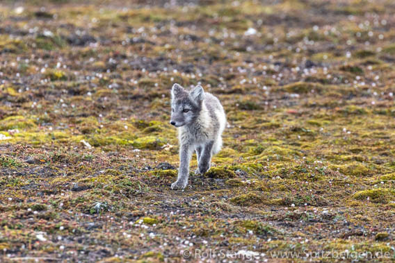 210811b_Ny-Alesund_15