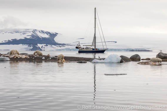 Nordaustland Polar bears