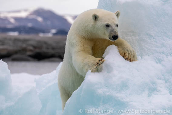 Nordaustland Polar bears