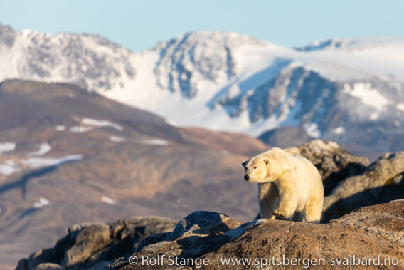 SV Antigua, Spitsbergen 2021