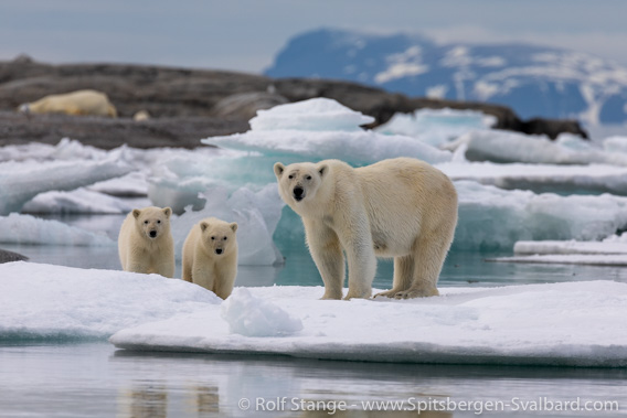 Polar bears, Nordaustland