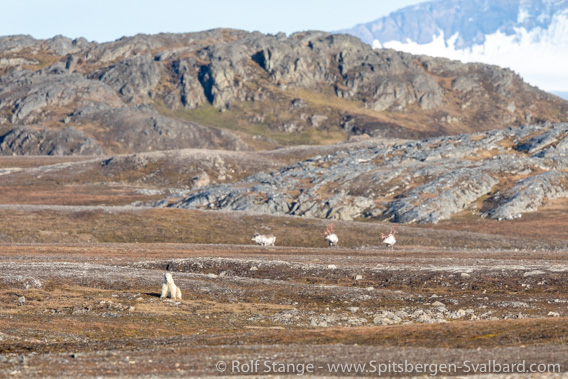 Polar bear, Forlandsund