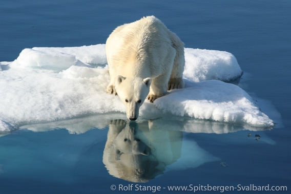 Polar bear, Vibebukta