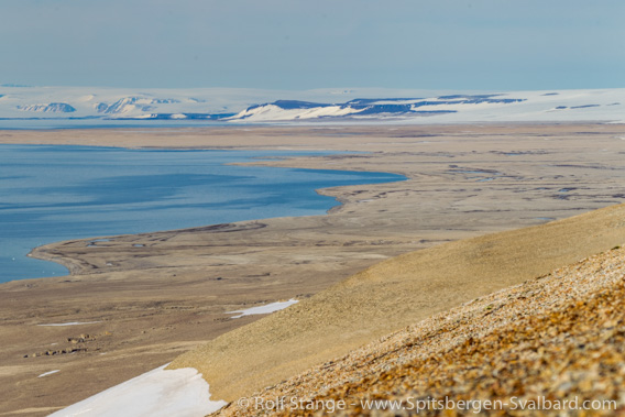 Coastal plain, Vibebukta