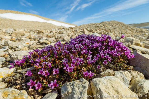 Purple saxifrage, Vibebukta