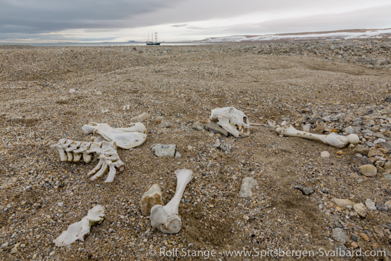 Polar bear bones, Vibebukta