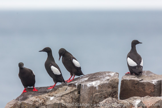 Ryke Yseøyane: Black guillemots, Steinøya