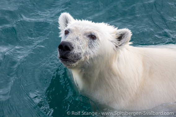 Tusenøyane: polar bear