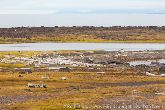 Tusenøyane: Tundra, Lurøya