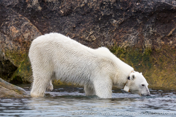 Polar bear with sender