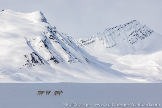 Reindeer, Erdmannodden