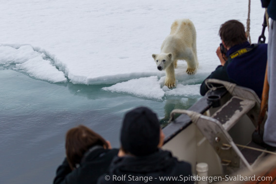 Polar bear and ship