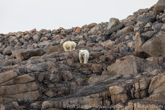 Sabineøyane: polar bears