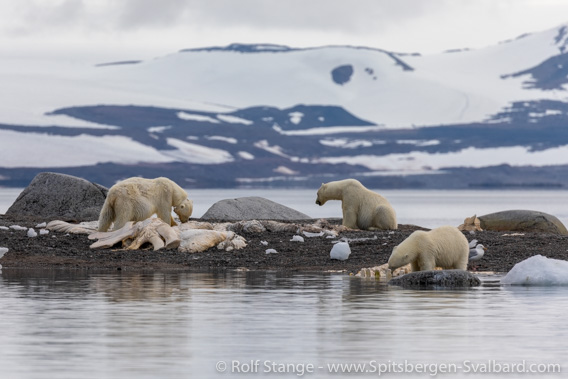 Jyplingane: polar bears