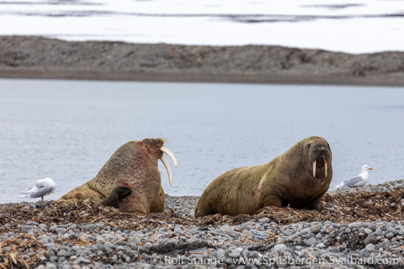 Walrus, Prins Karls Forland