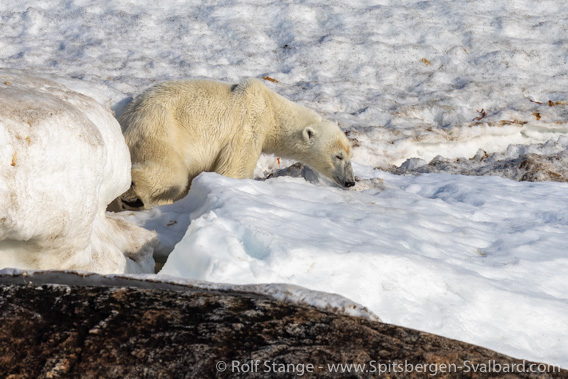 Polar bear, Indre Norskøya