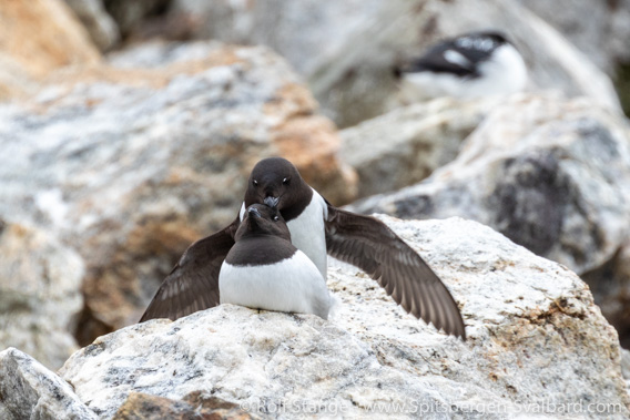 Little auks, Fuglesongen