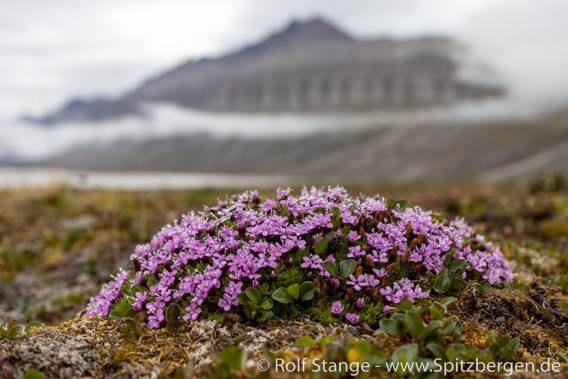 Stengelloses Leimkraut, Blomesletta