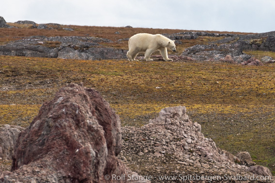 Polar bear