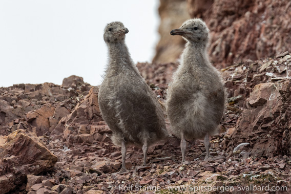 Young glaucous gulls