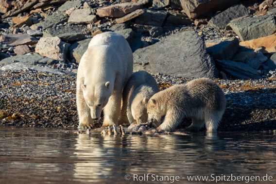 Eisbärfamilie, Billefjord