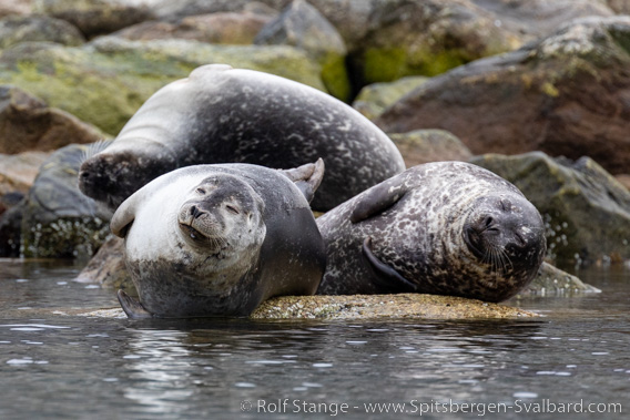 Harbour seals, Danskøya