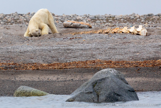 polar bear, Nordaustland