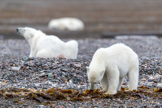 Polar bears, Lomfjord