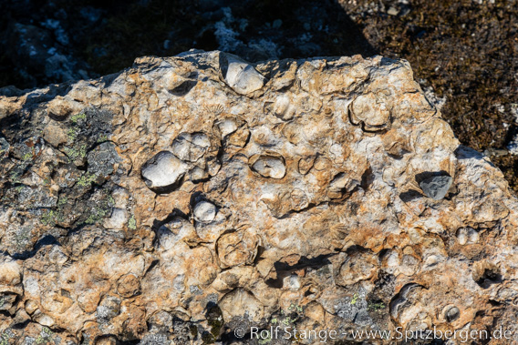 Fossilien, Akseløya