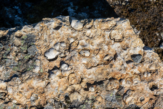 Fossils, Akseløya