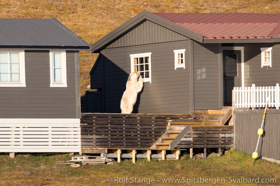 Polar bear and hut in Adventfjord