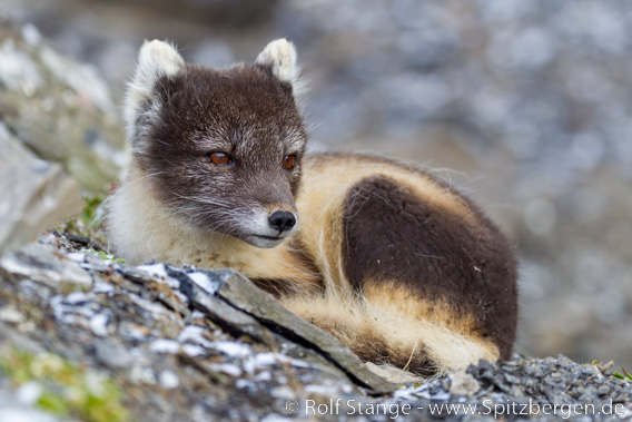 Eisfuchs, Fell: Weißfuchs, Sommerfell