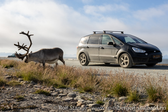 Veitrafikk på Svalbard